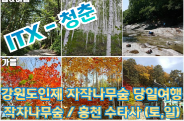 [ ITX-청춘 ] 강원도 인제 자작나무숲 / 홍천 수타사 당일 기차여행 (중식제공) -