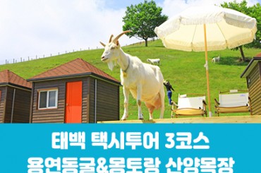 [청량리,대전출발] [태백택시투어 3코스] 용연동굴 / 몽토랑 산양목장(당일) [최소2명이상, 수요일~일요일]