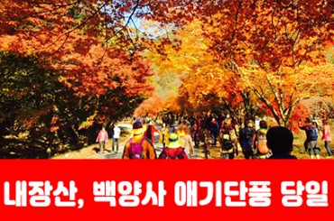[수도권/경기권/전라권/충청권/경상권]★가을단풍★ 내장산 / 백양사 애기단풍(당일) 10월17일(토)~11월22일(일)