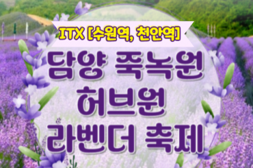 [새마을호- 수원역,천안역 출발] 담양(죽녹원/메타쉐콰이어길) / 보랏빛 향기 가득한 정읍 라벤더 축제 당일여행 -중식포함 [ 5/23~6/30 ]