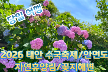 [무궁화호/봄꽃-당일] 2026 태안 수국축제 / 안면도 자연휴양림 / 꽃지해변 당일 기차여행 (6/13~7/26) [용산역,영등포역,수원역,평택역,천안역]
