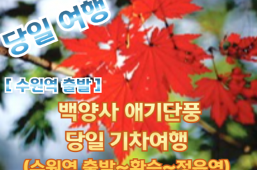[수원역출발-새마을호 07:03] [단풍]- 백양사 애기 단풍 여행 (당일) 10월24일~11월15일 [수원역,천안역,서대전역]