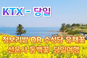 [ KTX -당일] 고창 청보리밭 or 부안 수성당 유채꽃 /동백꽃 미식 하루 기차여행 (당일) 4월~5월 [중식,석식제공] 용산역,광명역