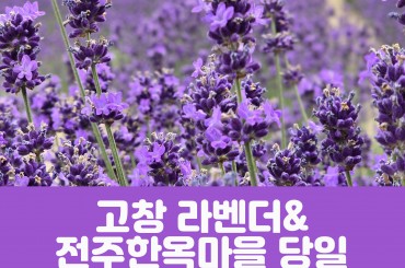 [수도권,경산권,전라권,경기권 출발] [ 봄꽃 ] 고창 라벤더 축제 /전주한옥마을 ( 당일)-2식제공 5월23일~6월28일