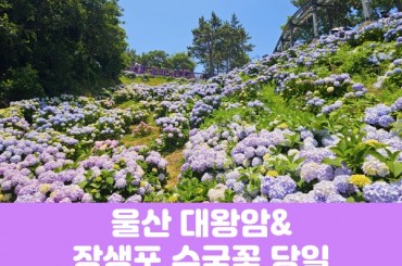 [경상권] 울산 대왕암/장생포 고래마을 수국정원(당일) 6월19일~28일 [부산역,마산역,창원중앙역,밀양역,경주역,김천구미역,김천역,구미역,왜관역,동대구역]