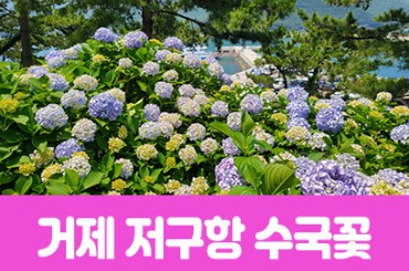 [경상권] 거제 저구항 수국꽃 / 바람의 언덕 (당일) 6월13일~7월12일 [울산역,부산역,경주역,진주역,마산역.동대구역]